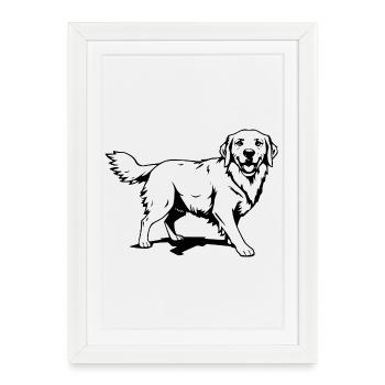 Golden Retriever noir - Affiche encadrée (27 × 37 cm) - blanc - Devant