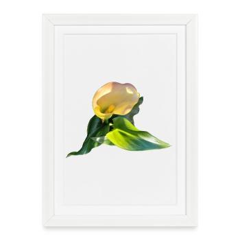 LYS CALLA JAUNE - Affiche encadrée (27 × 37 cm) - blanc - Devant