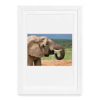 Boissons d’éléphant - Affiche encadrée (27 × 37 cm) - blanc - Devant