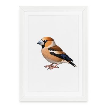 Oiseau du fourreau - Affiche encadrée (27 × 37 cm) - blanc - Devant