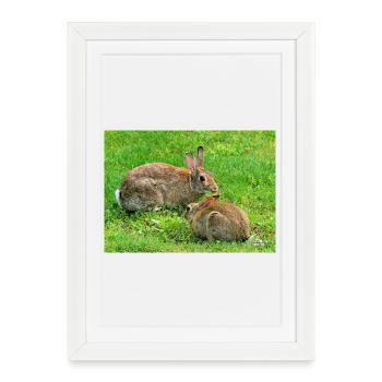 Wild rabbit on meadow - Framed poster (27 × 37 cm) - white - Front