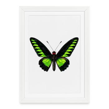 Trogonoptera Birdwing de Rajah Brooke - Affiche encadrée (27 × 37 cm) - blanc - Devant