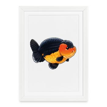 Poisson rouge de haute qualité Ranchu Orange Noir - Affiche encadrée (27 × 37 cm) - blanc - Devant