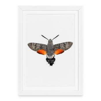 Papillon colibri Macroglossum stellatarum - Affiche encadrée (27 × 37 cm) - blanc - Devant