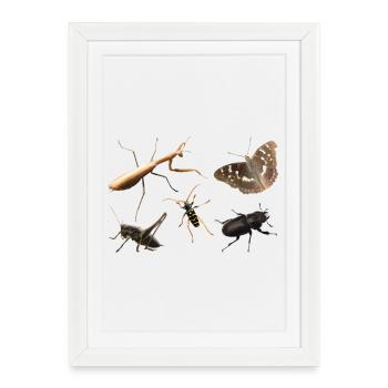 Insects - Framed poster (27 × 37 cm) - white - Front