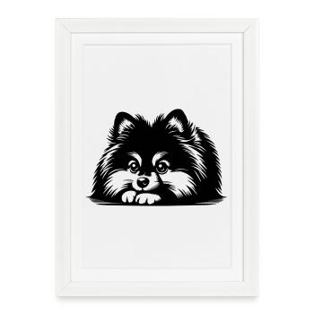Pomeranian Head with Paws - Framed poster (27 × 37 cm) - white - Front