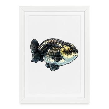 Granit thaïlandais Calico Ranchu Poisson rouge de haute qualité - Affiche encadrée (27 × 37 cm) - blanc - Devant