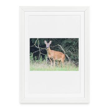 Forêt de cerfs - Affiche encadrée (27 × 37 cm) - blanc - Devant