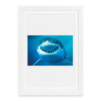 Smiling Shark Underwater - Framed poster (27 × 37 cm) - white - Front