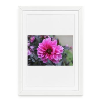 Dahlia rose rose fleur, fleur - Affiche encadrée (27 × 37 cm) - blanc - Devant