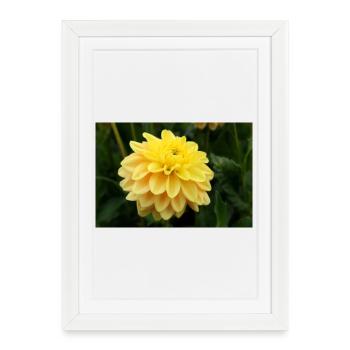 Dahlia fleur jaune, fleur - Affiche encadrée (27 × 37 cm) - blanc - Devant