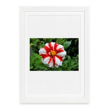 Dahlia White Red Blossom ,Flower - Framed poster (27 × 37 cm) - white - Front