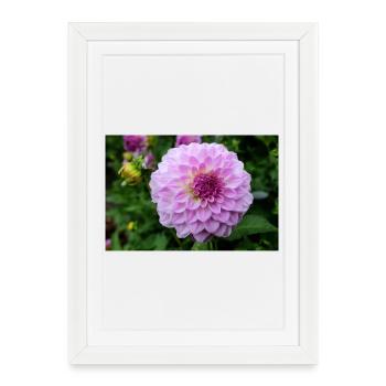 Dahlia rose rose fleur, fleur - Affiche encadrée (27 × 37 cm) - blanc - Devant