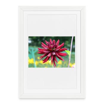Fleur, Rouge, Fleur Rouge - Affiche encadrée (27 × 37 cm) - blanc - Devant