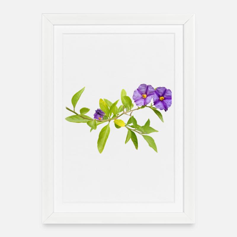 GENTIAN - Framed poster (27 × 37 cm) - white