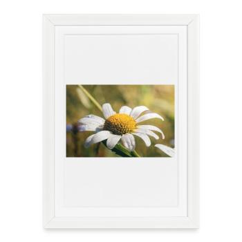 Fleur délicate dans la rosée du matin - Affiche encadrée (27 × 37 cm) - blanc - Devant
