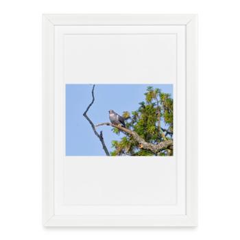 000_1522_NikDxO_cuckoo - Affiche encadrée (27 × 37 cm) - blanc - Devant