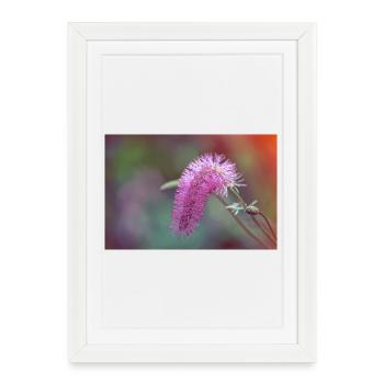 Fleur Brossée Rose  - Affiche encadrée (27 × 37 cm) - blanc - Devant