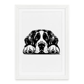 Tête de Saint-Bernard avec pattes - Affiche encadrée (27 × 37 cm) - blanc - Devant