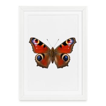 Papillon Paon Aglais io Style réaliste - Affiche encadrée (27 × 37 cm) - blanc - Devant