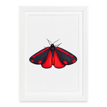 Cinnabar Moth Tyria jacobaeae Cartoon Style - Affiche encadrée (27 × 37 cm) - blanc - Devant