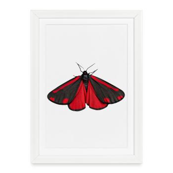 Papillon de nuit à la cannelle Tyria jacobaeae - Affiche encadrée (27 × 37 cm) - blanc - Devant