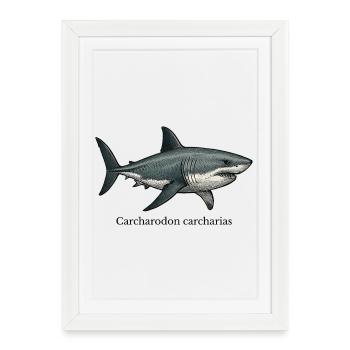 Carcharodon carcharias grand requin blanc - Affiche encadrée (27 × 37 cm) - blanc - Devant