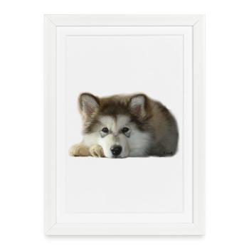 Chiot malamute Maia - Affiche encadrée (27 × 37 cm) - blanc - Devant