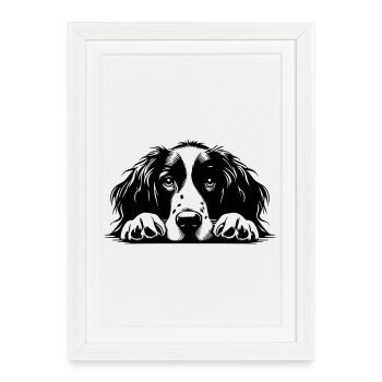 Epagneul Bretonne Tête - Affiche encadrée (27 × 37 cm) - blanc - Devant