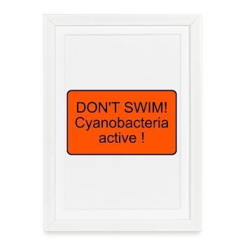 Cyanobacteria - Framed poster (27 × 37 cm) - white - Front