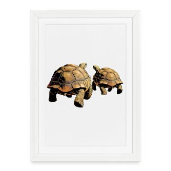 Tortues en duo à la lumière du soir - Affiche encadrée (27 × 37 cm) - blanc - Devant