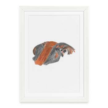Peruvian guinea pig - Framed poster (27 × 37 cm) - white - Front