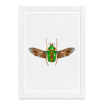 Stephanorrhina guttata-bel insecte avec des ailes - Affiche encadrée (27 × 37 cm) - blanc - Devant