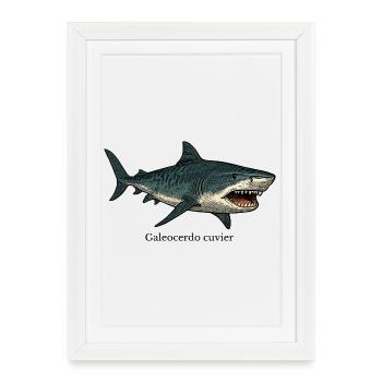 Dessin de requin tigre Galeocerdo cuvier - Affiche encadrée (27 × 37 cm) - blanc - Devant