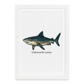 Dessin de requin tigre Galeocerdo cuvier - Affiche encadrée (27 × 37 cm) - blanc - Devant