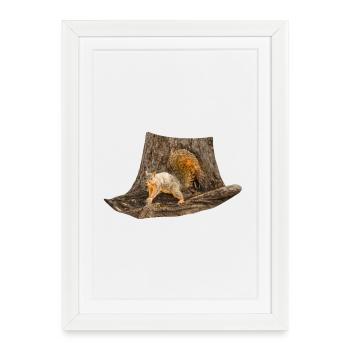 Squirrel in front of the tree, Eastern fox squirrel - Framed poster (27 × 37 cm) - white - Front