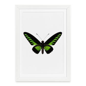 Rajah Brookes Birdwing, Trogonoptera brookiana - Affiche encadrée (27 × 37 cm) - blanc - Devant
