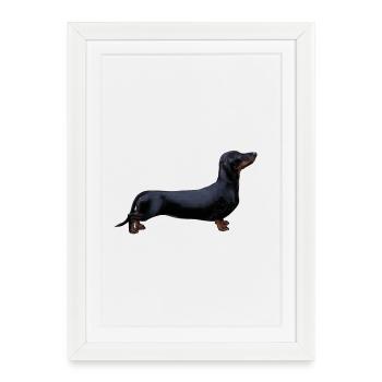 Dachshund - Framed poster (27 × 37 cm) - white - Front