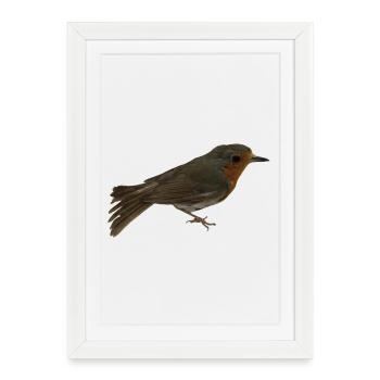 Rouge-gorge - Affiche encadrée (27 × 37 cm) - blanc - Devant