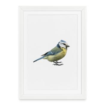Mésange bleue 2 - Affiche encadrée (27 × 37 cm) - blanc - Devant