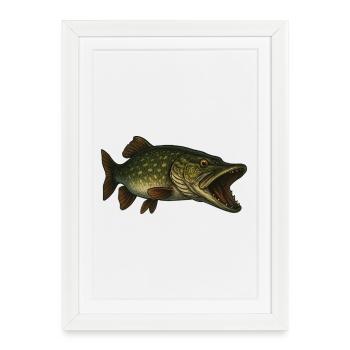 Brochet - Affiche encadrée (27 × 37 cm) - blanc - Devant