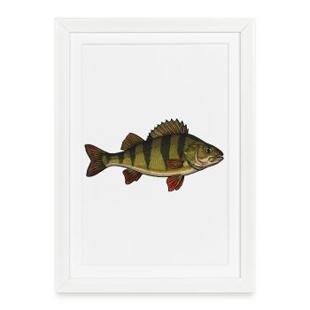Realistic Perch Fish Vector - Framed poster (27 × 37 cm) - white - Front