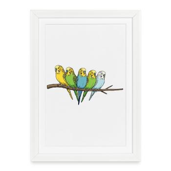 Famille colorée de perruches ondulées sur la branche - Affiche encadrée (27 × 37 cm) - blanc - Devant