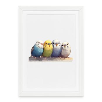 Budgies - Affiche encadrée (27 × 37 cm) - blanc - Devant