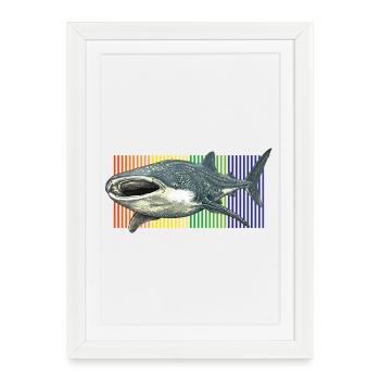 Requin-baleine Rhincodon typus - Affiche encadrée (27 × 37 cm) - blanc - Devant