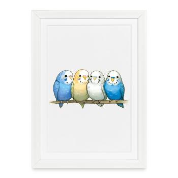 Perruches ondulées - Affiche encadrée (27 × 37 cm) - blanc - Devant