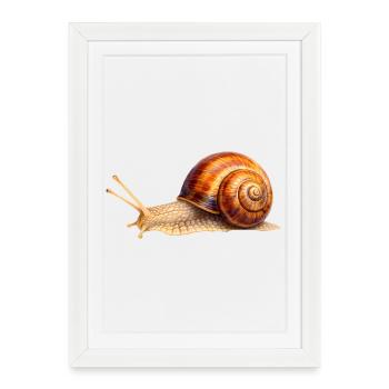 Timelessly Slow – Détaillé Escargot - Affiche encadrée (27 × 37 cm) - blanc - Devant