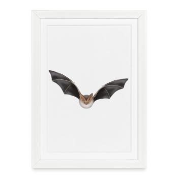 Conception des ailes de chauve-souris nocturnes - Affiche encadrée (27 × 37 cm) - blanc - Devant