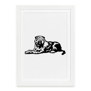 Bouvier de Flandres - Affiche encadrée (27 × 37 cm) - blanc - Devant