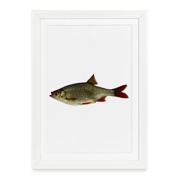 Common rudd - Framed poster (27 × 37 cm) - white - Front